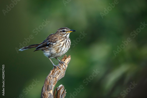 Red backed Scrub Robin standing on log isolated in natural background in Kruger National park, South Africa ; specie Cercotrichas leucophrys family of Musicapidae