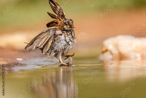 Southern Grey-headed Sparrow bathing in waterhole in Kruger National park, South Africa ; Specie family Passer diffusus of Passeridae photo
