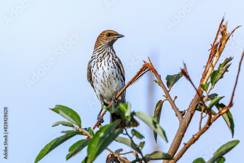 Violet backed starling female standing on a branch isolated in blue sky in Kruger National park, South Africa ; Specie Cinnyricinclus leucogaster family of Sturnidae