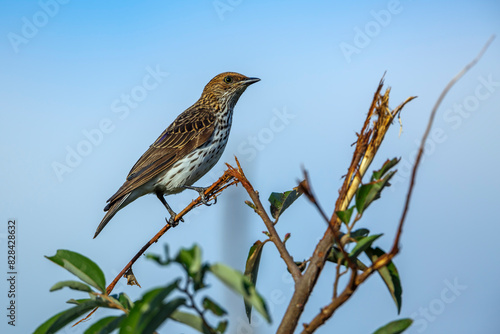 Violet backed starling female standing on a branch isolated in blue sky in Kruger National park, South Africa ; Specie Cinnyricinclus leucogaster family of Sturnidae