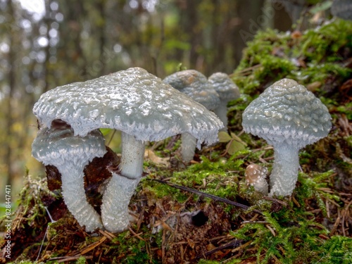 Green mushrooms Stropharia aeruginosa, commonly known as the blue-green stropharia or verdigris agaric growing in a moss with a forest in the background. Close-up detail macro shot. photo