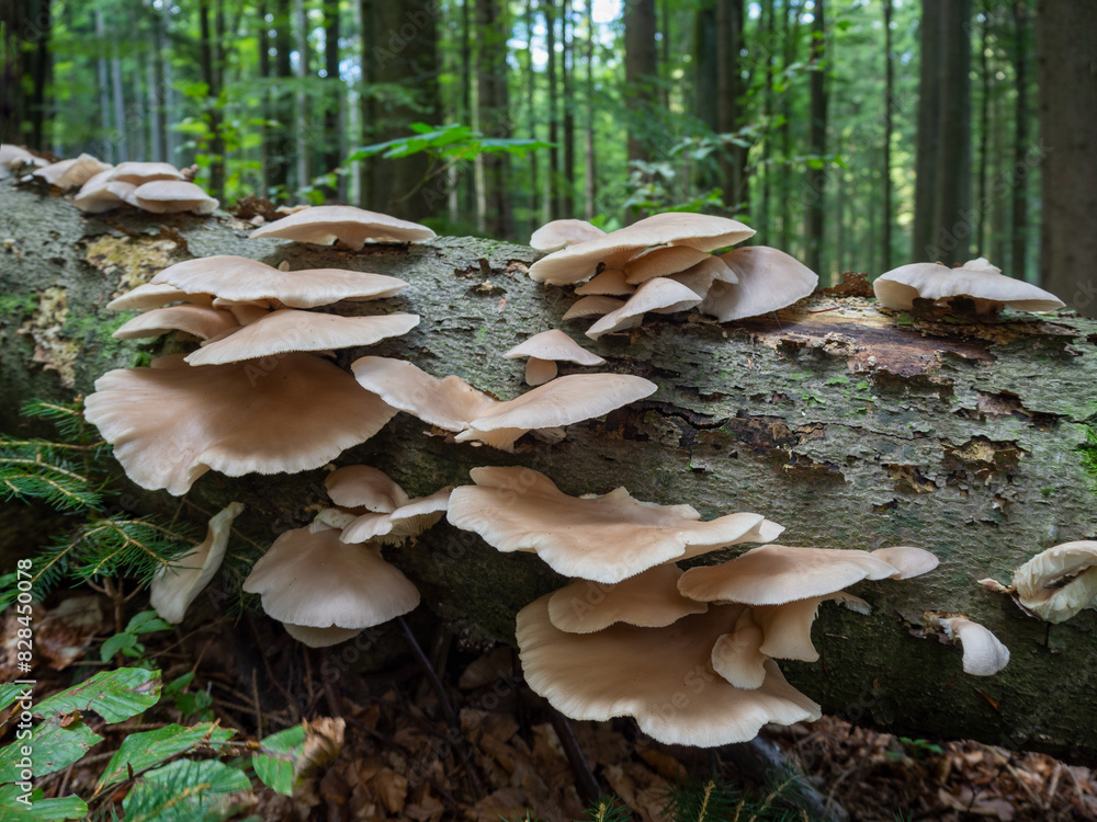 Pleurotus pulmonarius on a fallen beech trunk in the forest. Also known as Indian oyster, Italian oyster, phoenix mushroom, or the lung oyster. Pleurotus pulmonarius on a fallen beech trunk in the forest. Also known as Indian oyster, Italian oyster, phoenix mushroom, or the lung oyster.