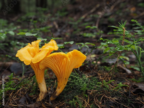 Two edible golden chanterelle mushrooms (Cantharellus cibarius). Detail close-up shot.