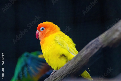 A yellow and orange bird is perched on a branch.. Fischers Lovebird