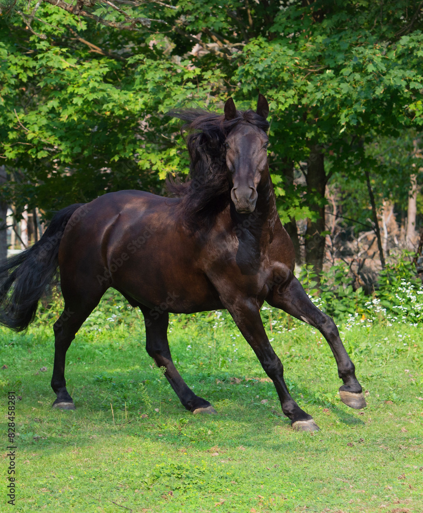A Canadian horse free running in paddock or pen field a purebred Canadian horse black in a canter looking at camera with ears forward in green grass spring summer vertical equine image room for type
A Canadian horse free running in paddock or pen field a purebred Canadian horse black in a canter looking at camera with ears forward in green grass spring summer vertical equine image room for type