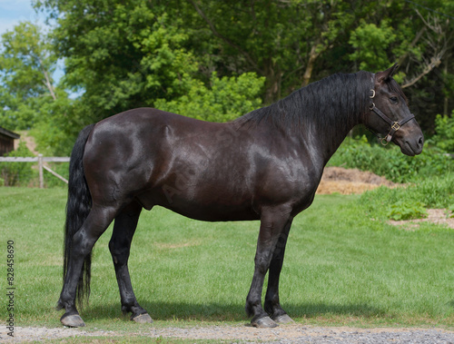 Conformation full body shot of Canadian horse purebred Canadian horse standing black horse with black mane and tail green grass and trees in background good Canadian horse conformation horizontal equi © Shawn Hamilton CLiX 