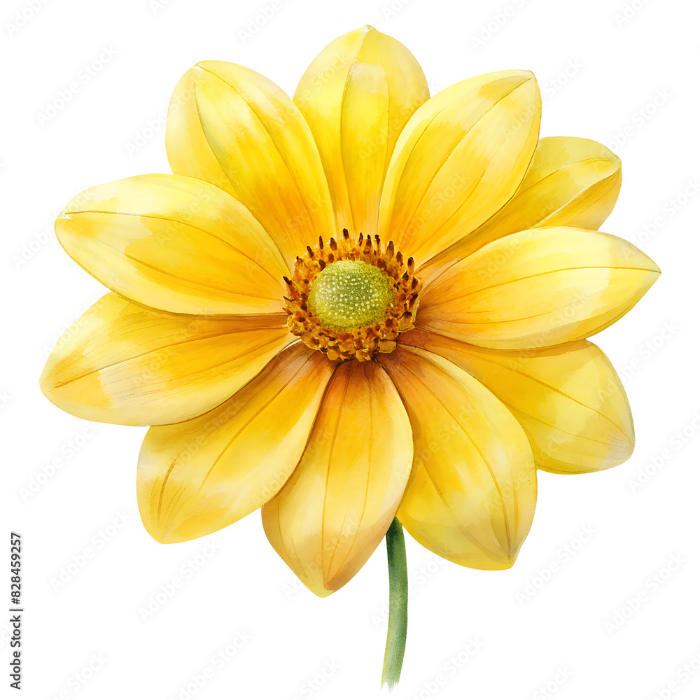 Obraz premium Yellow flower Isolated on Clean White and transparet Background