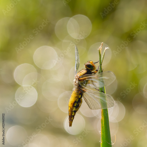 Libellule ( IA gomme ) photo