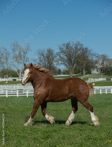 Belgian horse free running in field pasture paddock of green grass purebred belgian horse summer spring background white fencing on farm in Kentucky 