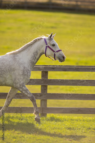 grey or white arabian horse in action trotting wooden fence in background pretty four legged animal purebred arabian horse with ears forward vertical equine image with room for type grass in pasture 