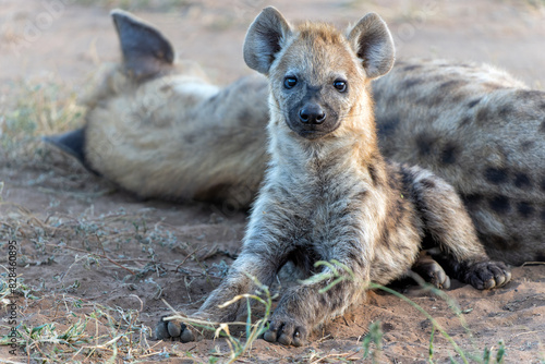 Spotted Hyena pup awaking with sunrise in Mashatu Game Reserve in the Tuli Block in Botswana