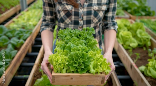Person Holding Wooden Box Filled With Lettuce