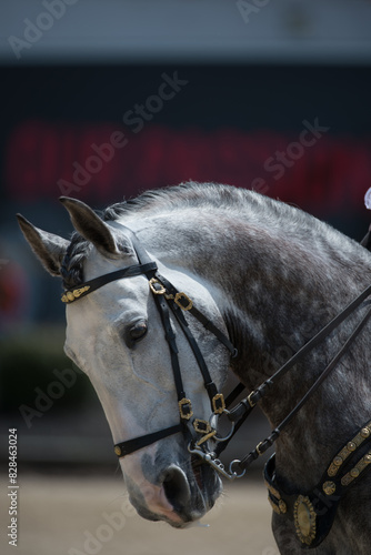 horse head shot or portrait of grey spanish andalusian horse in english leather double bridle two sets of reins showing dressage horses ears forward and horse is on the bit vertical equine image 