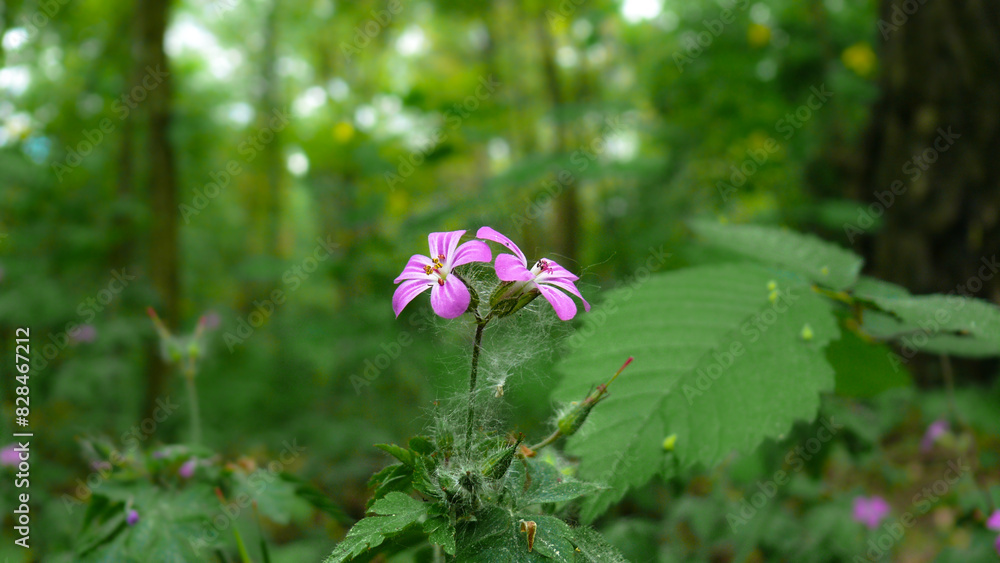 Stinking geranium flowers on the background of green vegetation in the forest Stinking geranium flowers on the background of green vegetation in the forest