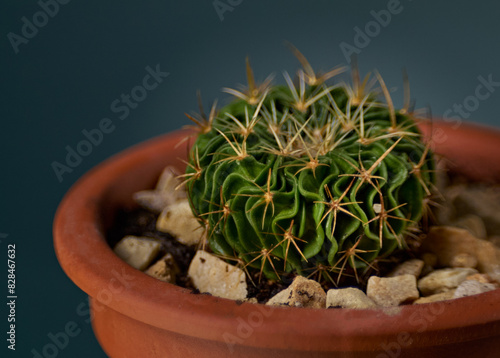 Stenocactus multiribbed with blurred background photo