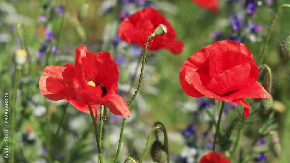 Red poppy flower among herbs close-up. Poppy flower on a background of green grass and other flowers. Spring flowers with large red petals. Close up of flowers with selective focus Red poppy flower among herbs close-up. Poppy flower on a background of green grass and other flowers. Spring flowers with large red petals. Close up of flowers with selective focus