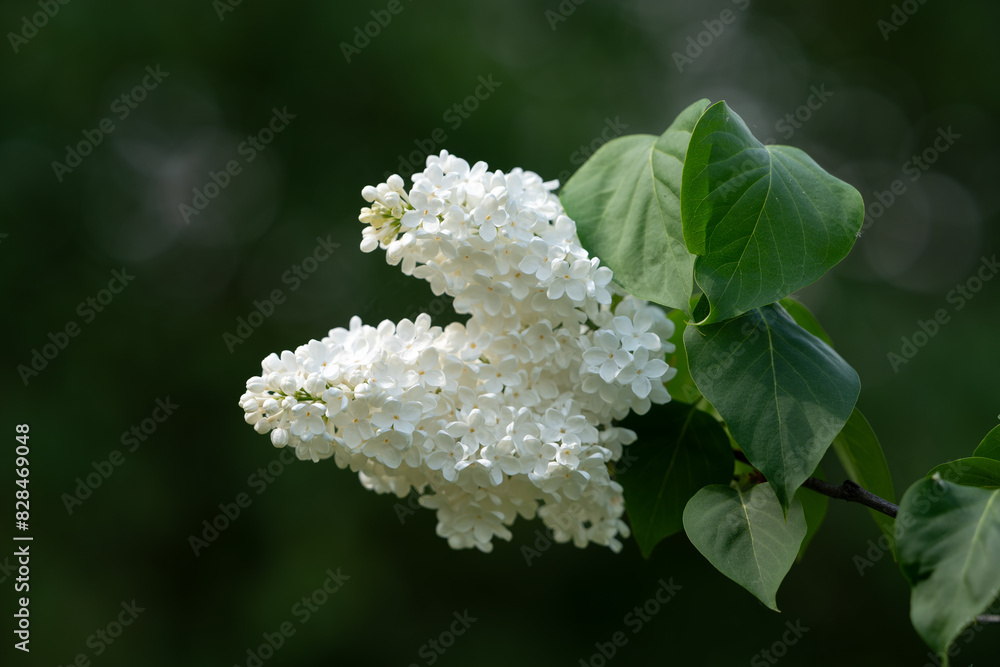 white flowers in the park white flowers in the park