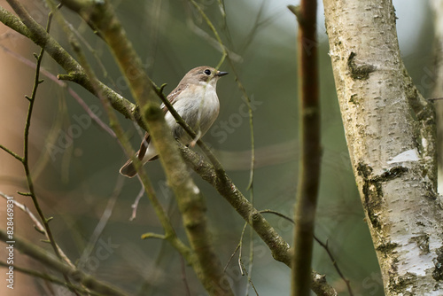 Fototapeta Naklejka Na Ścianę i Meble -  Muchołówka szara siedząca na gałęzi 