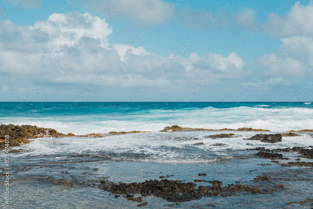 Formerly known as Sargassum echinocarpum, Sargassum aquifolium is an ...