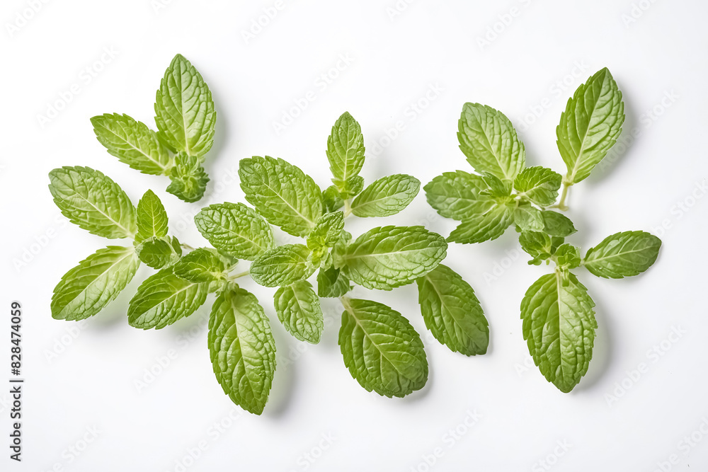 Fresh Mint Leaves on White Background Fresh Mint Leaves on White Background