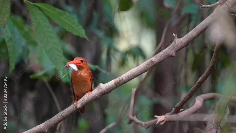 Halcyon coromanda bird catches fish birdwatching in the forest . Halcyon coromanda bird catches fish birdwatching in the forest .