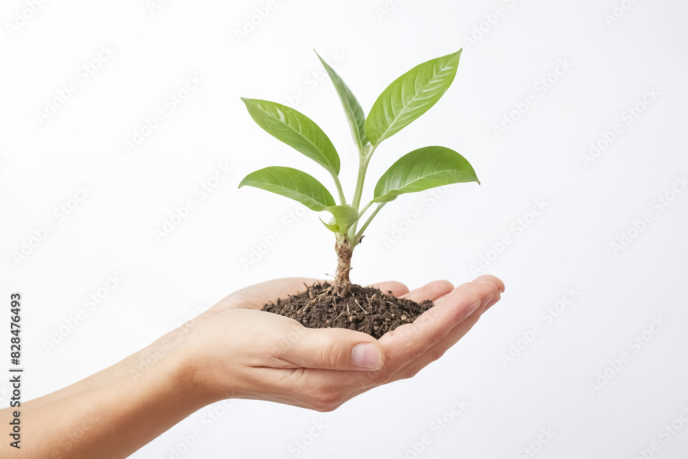 Close Up of a Hand Holding a Small Green Plant with Soil Close Up of a Hand Holding a Small Green Plant with Soil