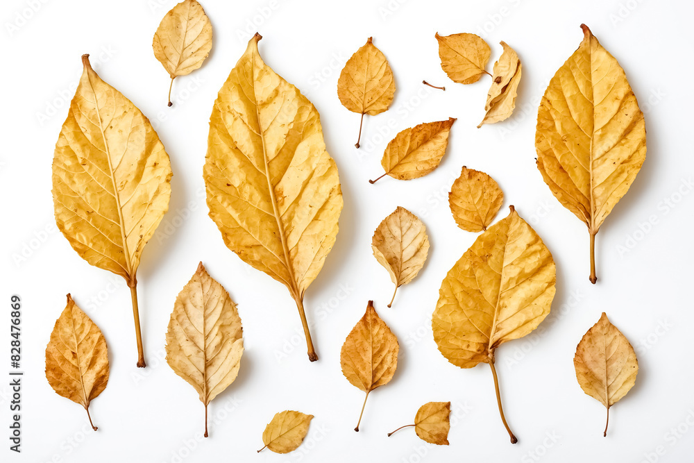 Autumn Leaves Collection Autumn Leaves Collection