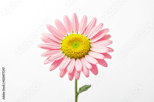 Pink Daisy Flower on White Background