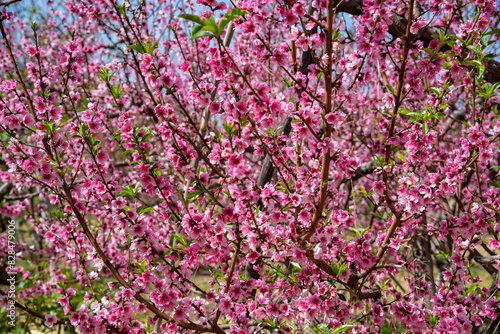 Blooming cherry blossoms flowers on cherry tree in spring.