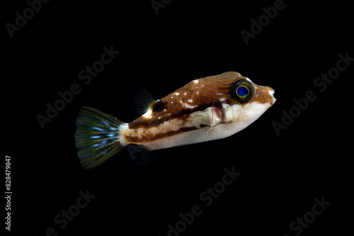 Brown lined puffer (Canthigaster rivulata) juvenile photo