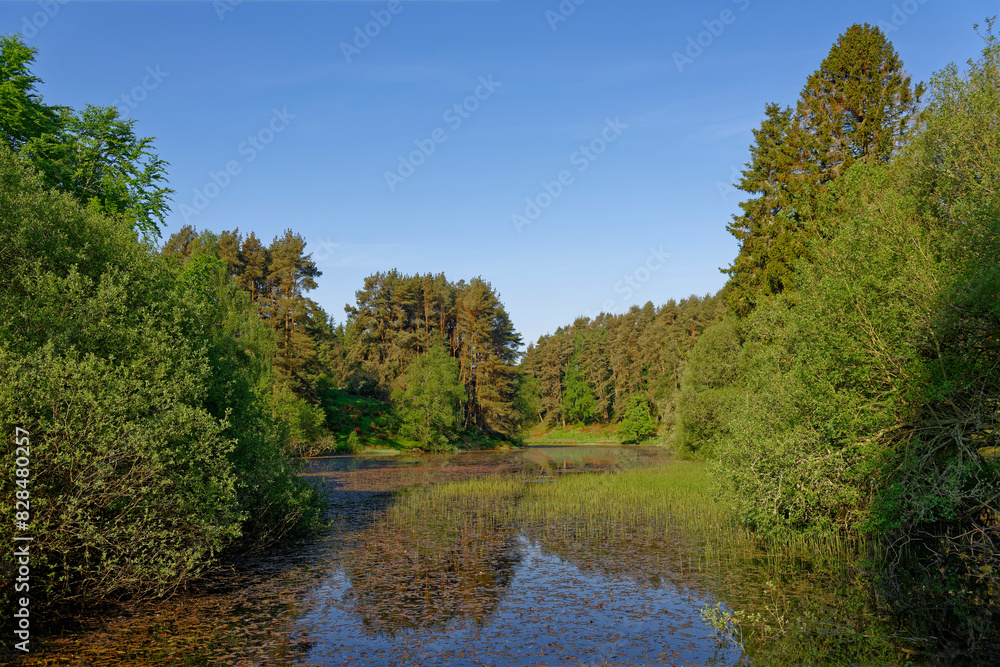 Loch at Auchnacree near to Glen Ogil in the Angus Glens, with the water choked by Lilies, reeds and water weeds under a clear Blue Sky. Loch at Auchnacree near to Glen Ogil in the Angus Glens, with the water choked by Lilies, reeds and water weeds under a clear Blue Sky.