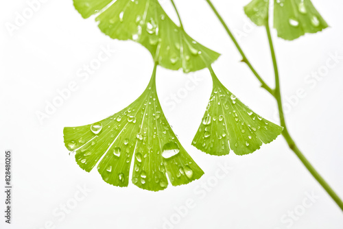 Ginkgo Biloba Leaves With Water Droplets