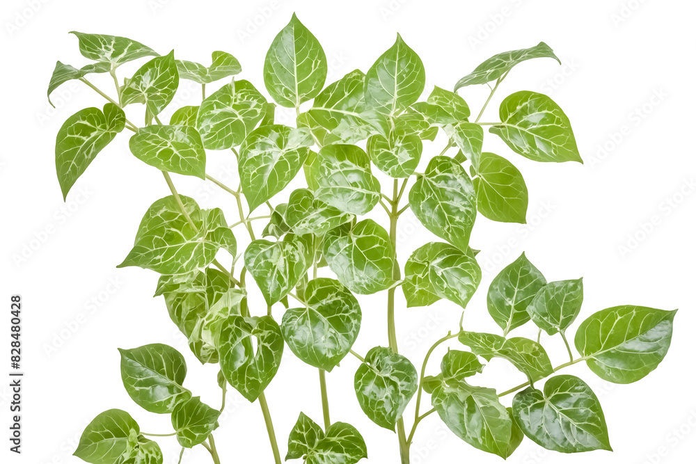 Green Leaves of a Plant with White Veins Green Leaves of a Plant with White Veins