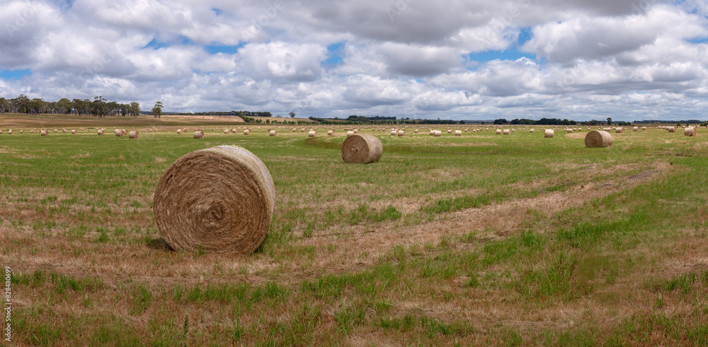 panorama hay bales, large round stock livestock feed, farm paddock field, rural Australia farming scene landscape