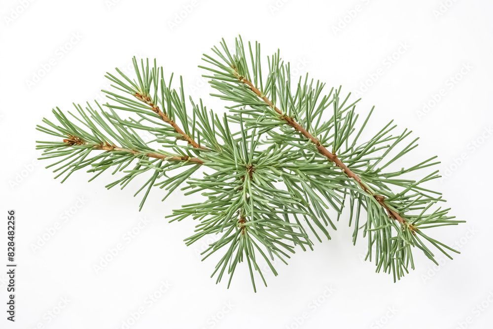 Fototapeta premium Pine Tree Branch Isolated on White Background