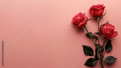 Red roses are displayed on a pink background