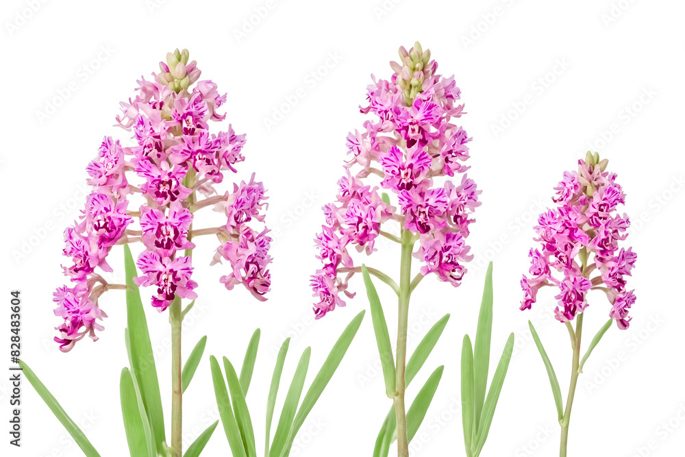 Naklejka premium Pink orchid flowers isolated on white background