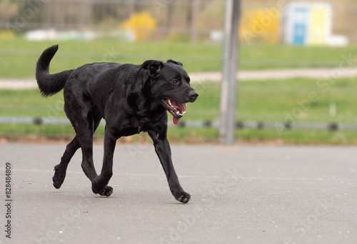 Happy black dog having fun in a park