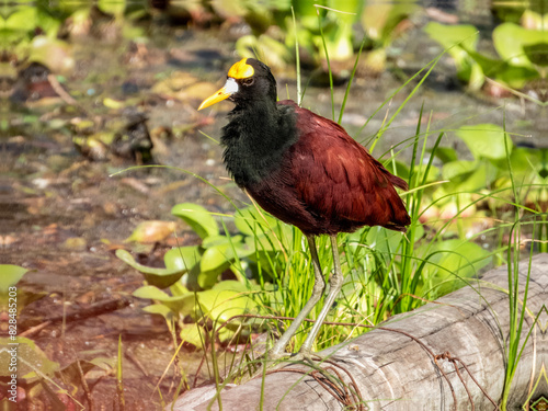 Northern Jacana - Jacana spinosa in Costa Rica photo