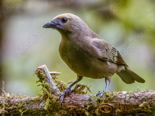 Palm Tanager - Thraupis palmarum in Costa Rica photo