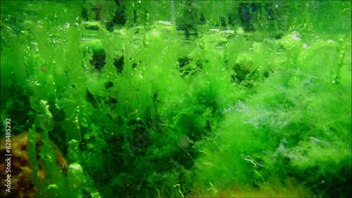 green Ulva and cladophora algae, water surface reflection aquascape, coquina stone, algal mess in laminar flow, Black Sea low salinity biotope, supralittoral zone gravel bottom, underwater snorkel photo