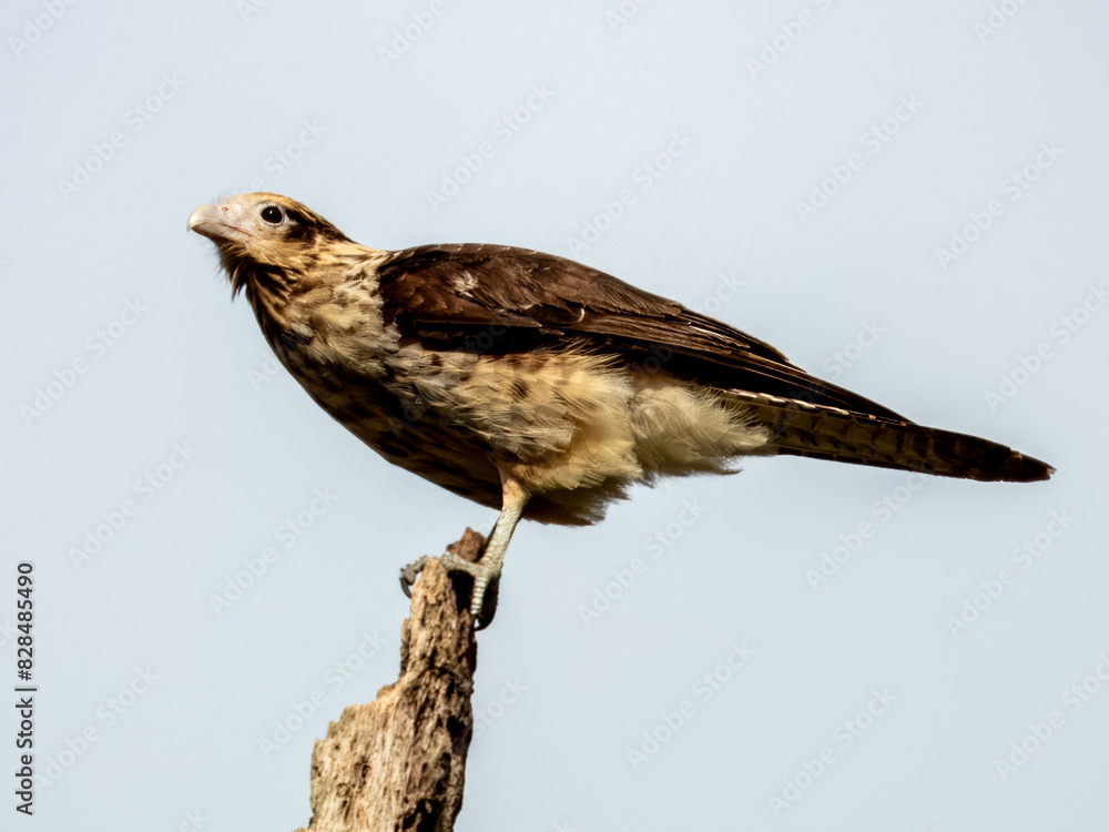 Yellow-headed Caracara - Daptrius chimachima in Costa Rica Yellow-headed Caracara - Daptrius chimachima in Costa Rica