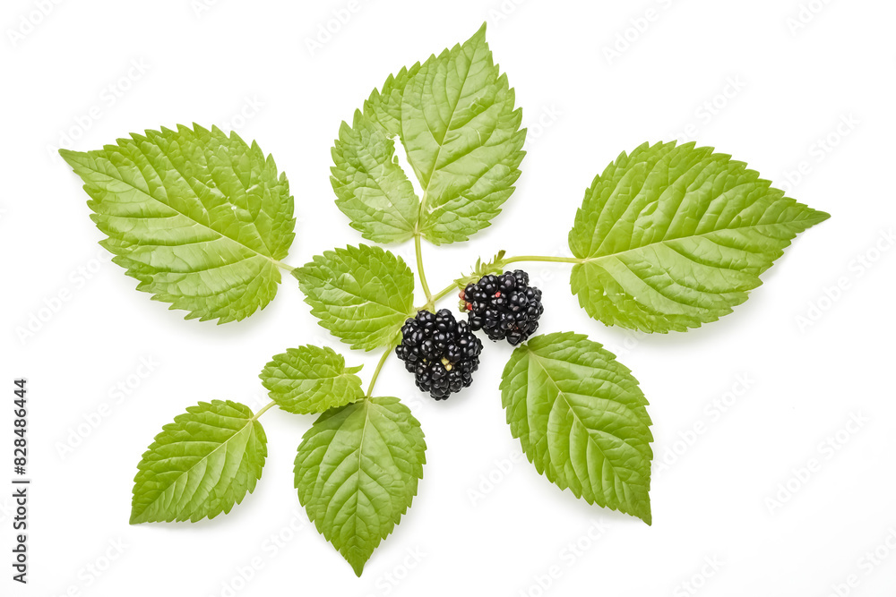 Fresh Blackberries with Green Leaves on White Background Fresh Blackberries with Green Leaves on White Background