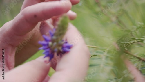 Closeup footage of female hands touching a prairie clover flower in the field in daytime photo