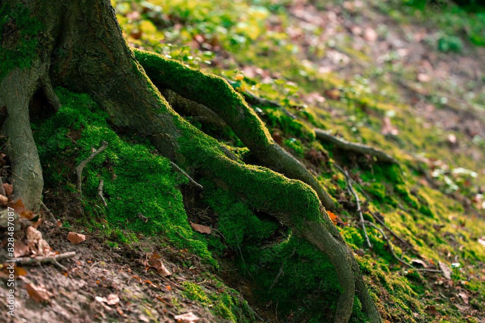 sunny light morning close up macro view of tree roots covered by green moss with texture