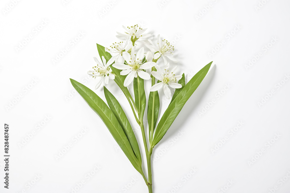 Close-up of delicate white flowers and green leaves on a white background Close-up of delicate white flowers and green leaves on a white background