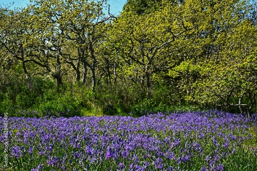 Wallpaper Mural Beautiful spring flowers in Victoria, BC, Canada Torontodigital.ca