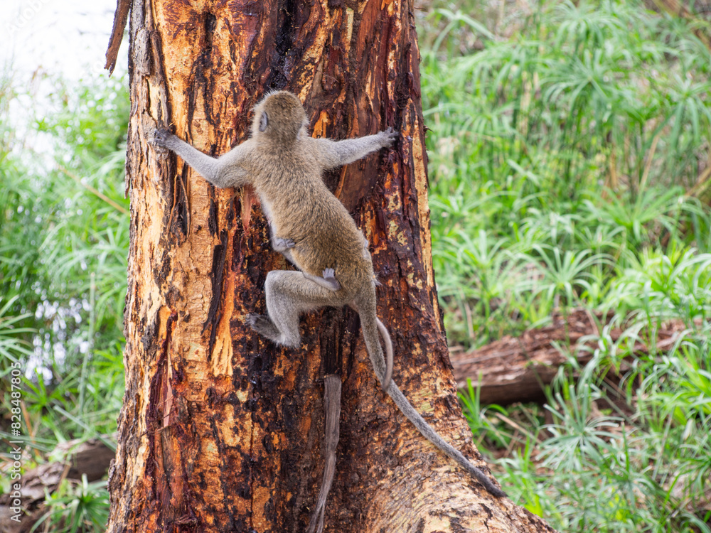 Obraz premium Kenia - safari