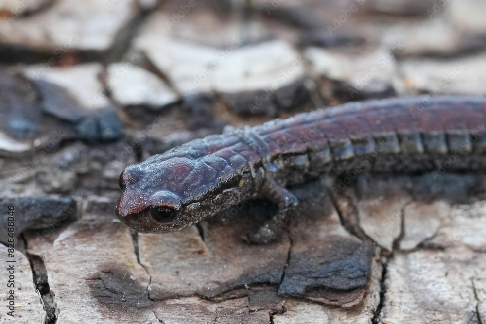 Closeup on the small North-American slender salamander, Batrachoseps attenuatus , California