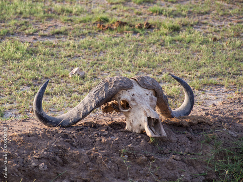 Kenia - safari © Pawel Kaczmarski
